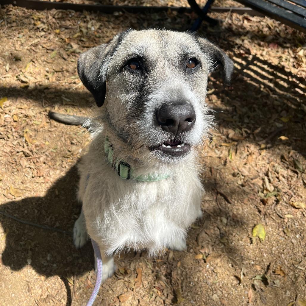 Enlarge Fitzroy, a Adoptable Mixed Breed in Bentonville, AR image 4/6