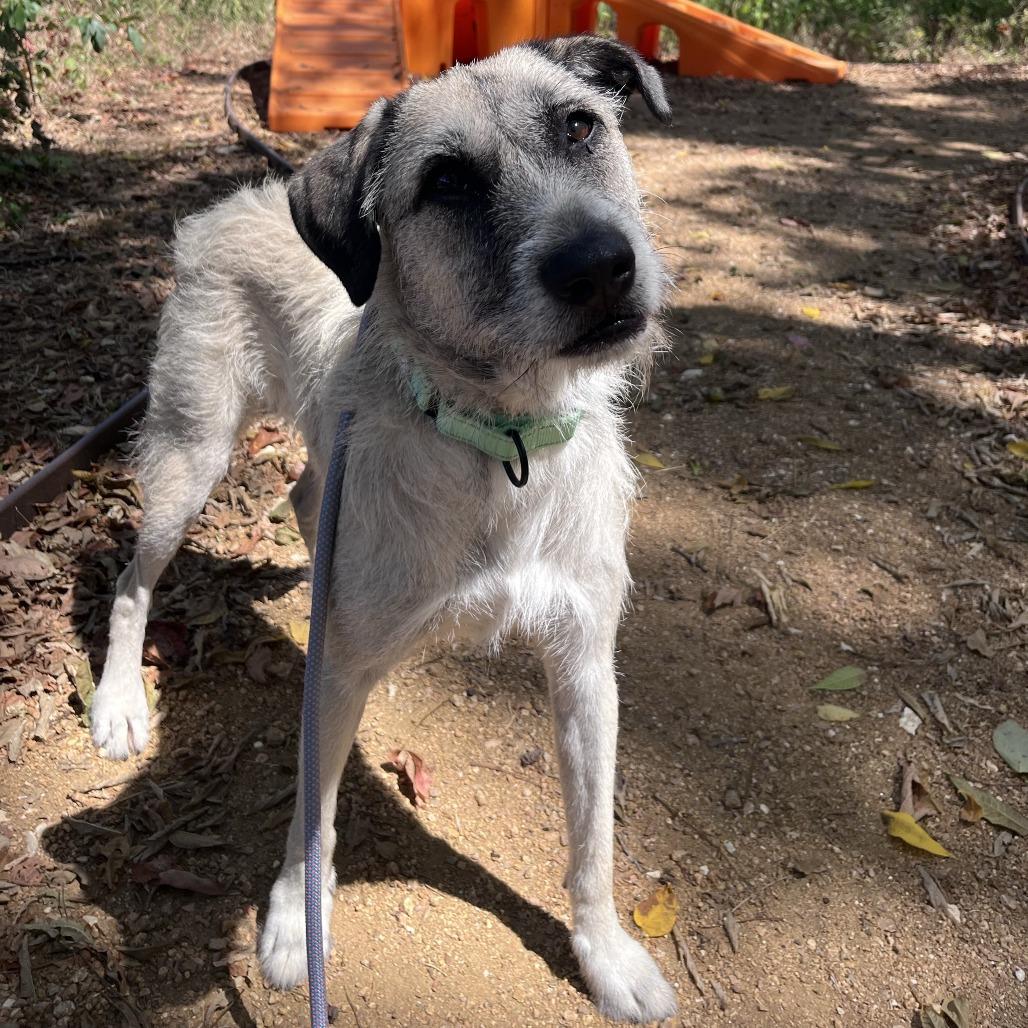 Enlarge Fitzroy, a Adoptable Mixed Breed in Bentonville, AR image 5/6