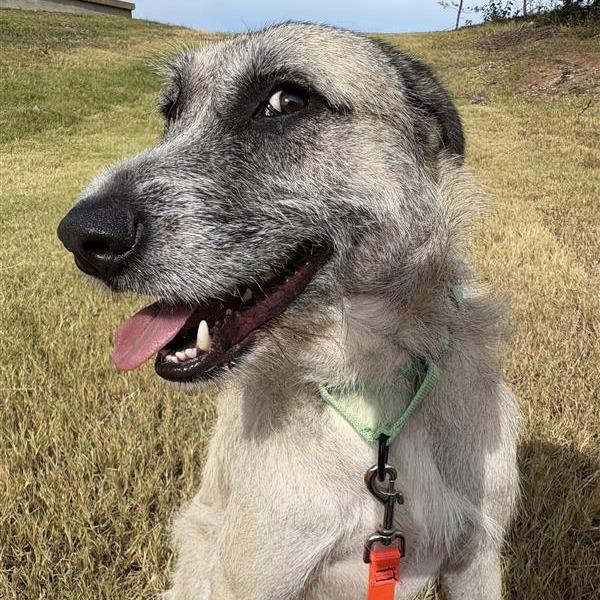 Enlarge Fitzroy, a Adoptable Mixed Breed in Bentonville, AR image 6/6