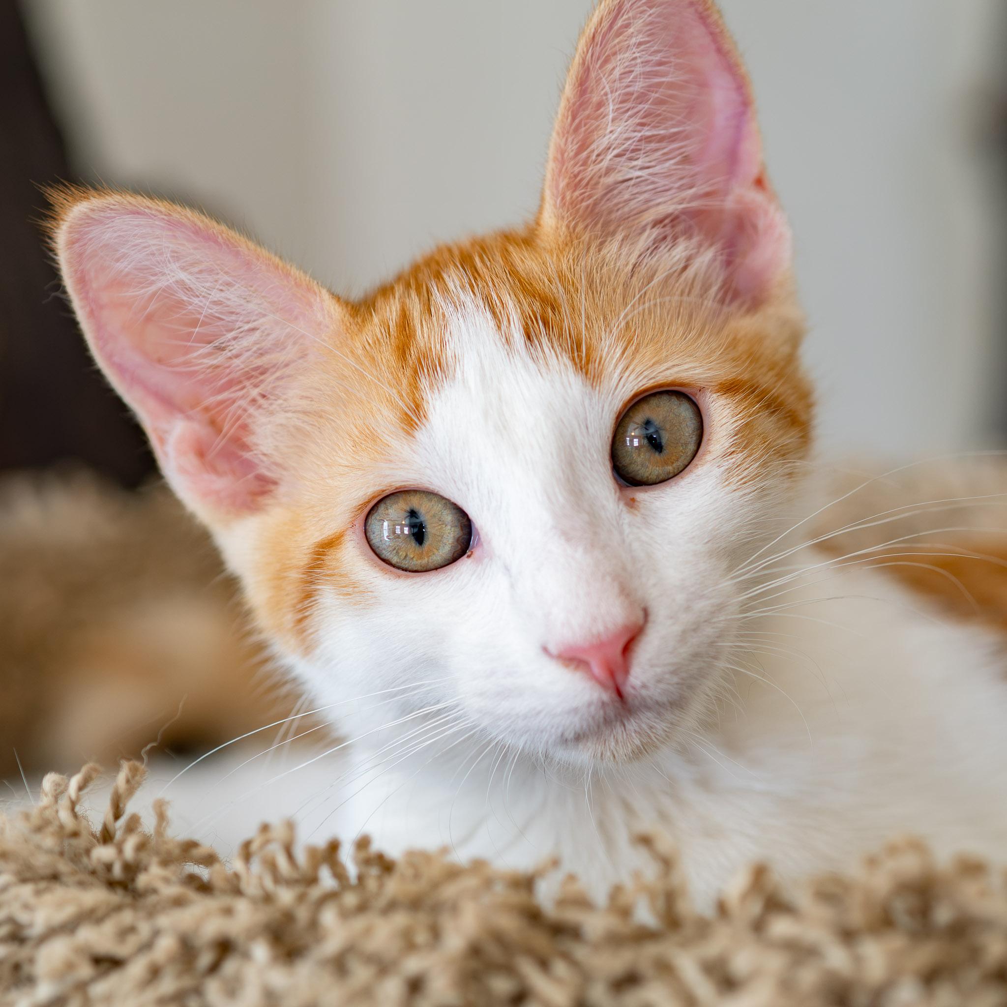 TATER, Adoptable, Young Female Domestic Short Hair.