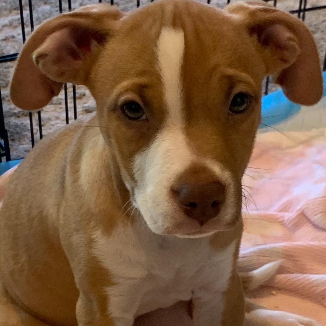 Summer, ADOPTABLE, Puppy Female Mixed Breed.