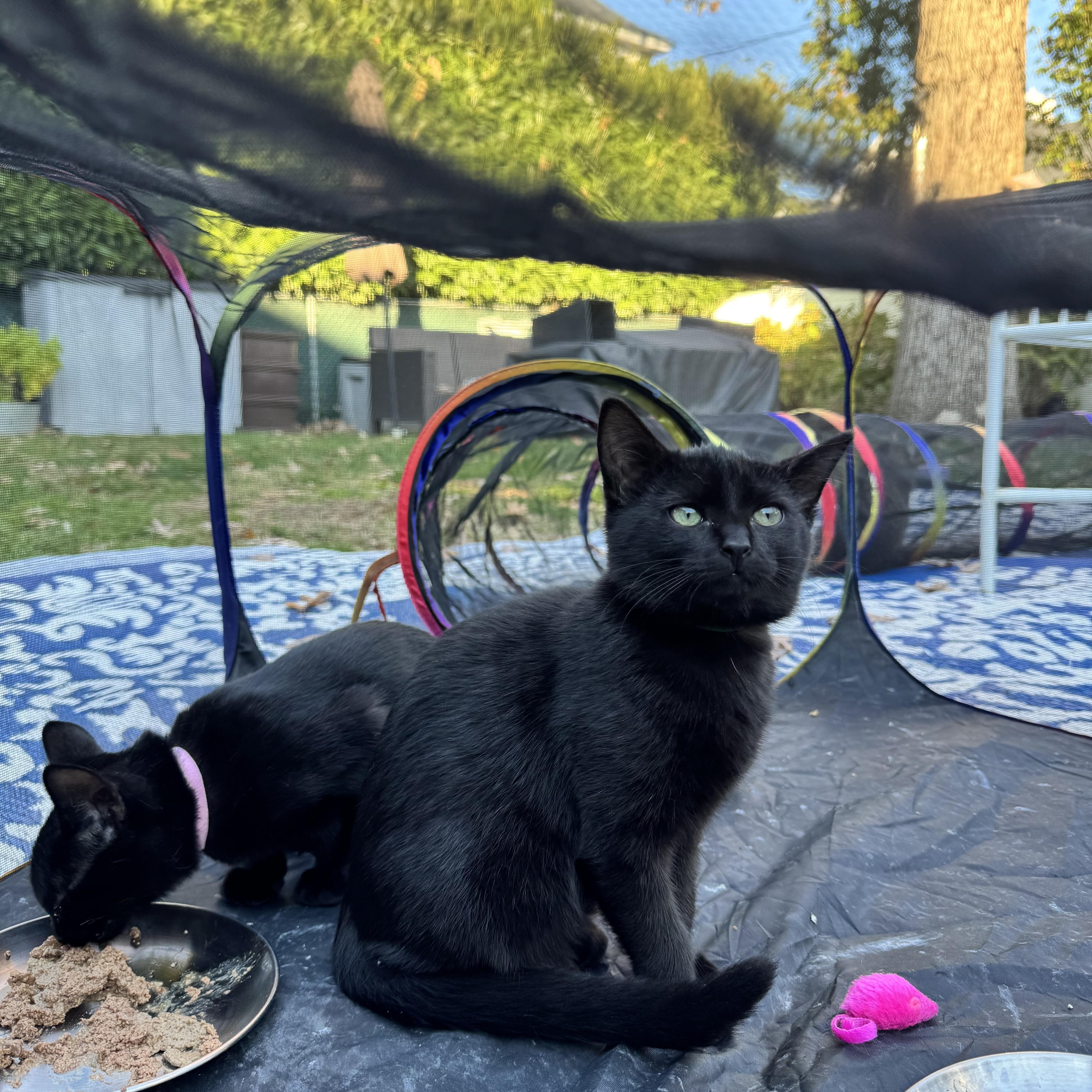Miss Gray, Adoptable, Kitten Female Domestic Short Hair.