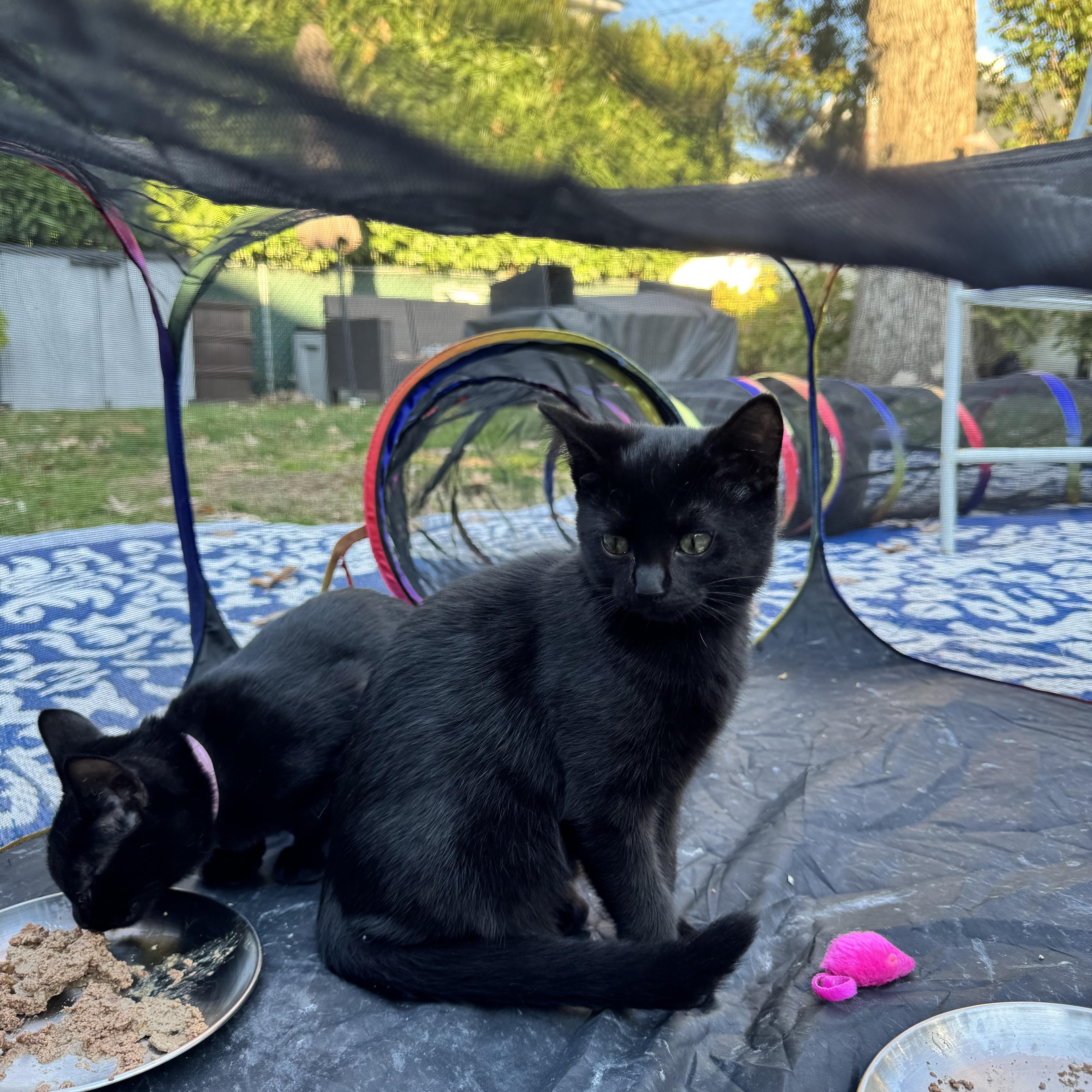 Enlarge Miss Gray, a Adoptable Domestic Short Hair in Asbury Park, NJ image 3/5