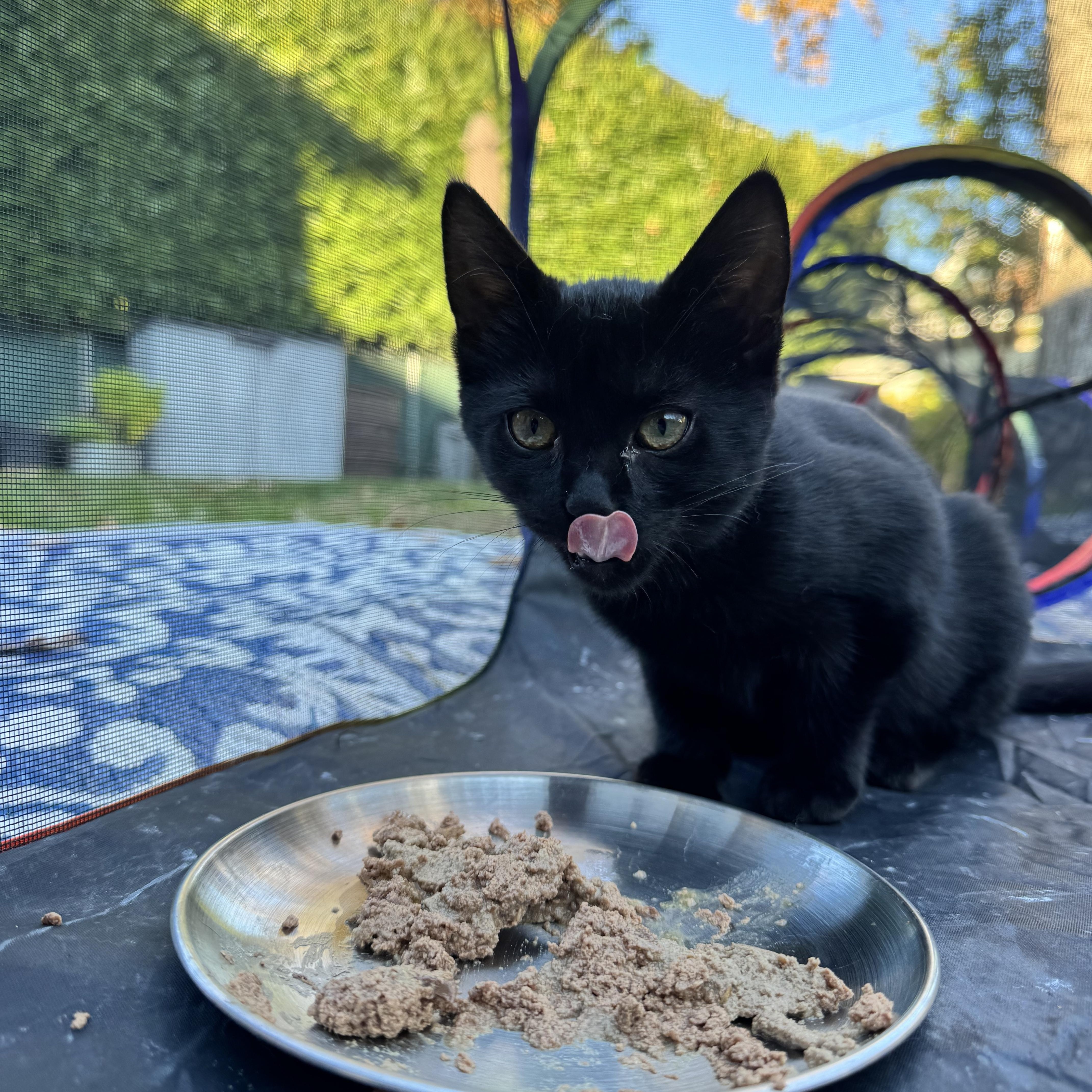 Enlarge Miss Gray, a Adoptable Domestic Short Hair in Asbury Park, NJ image 4/5