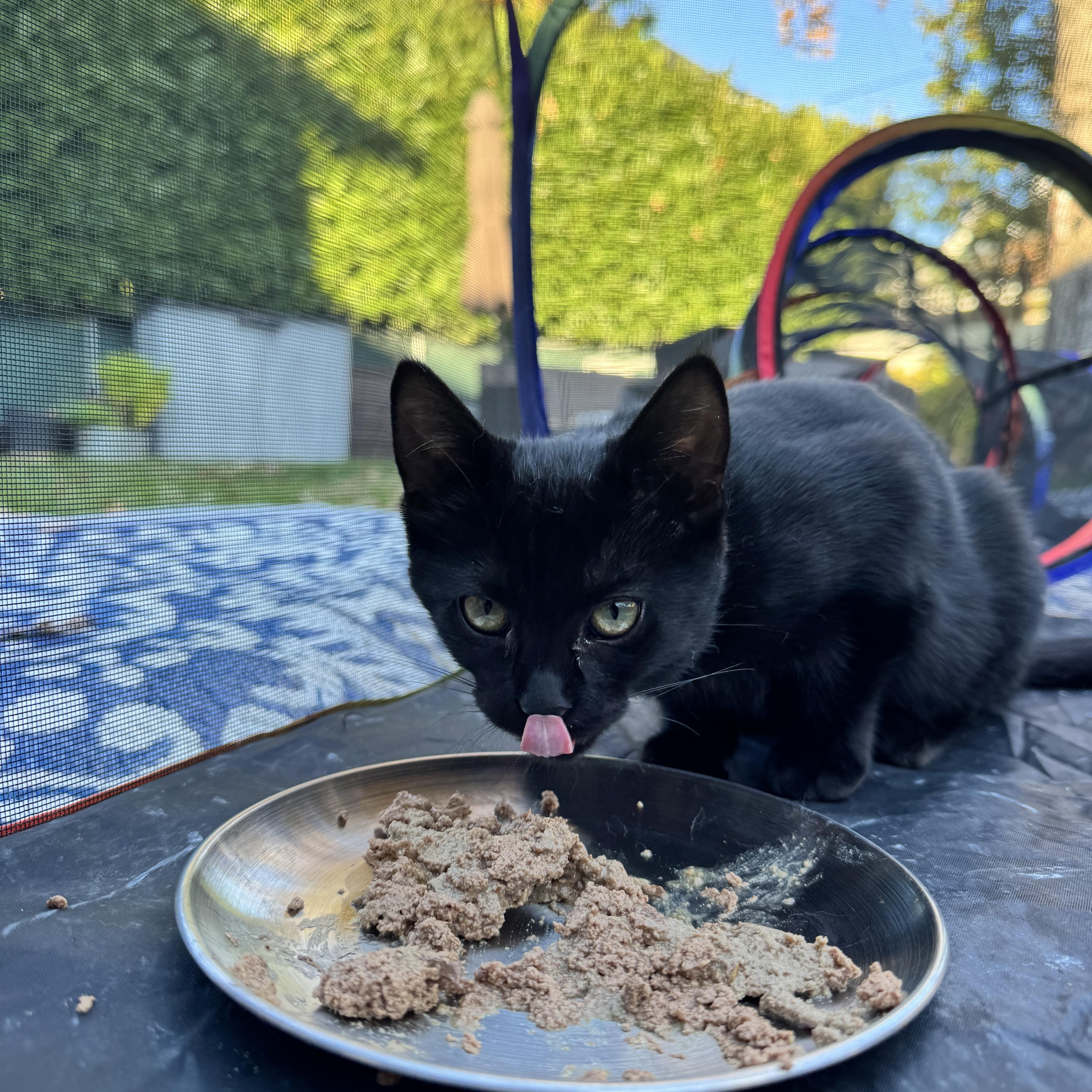 Enlarge Miss Gray, a Adoptable Domestic Short Hair in Asbury Park, NJ image 5/5