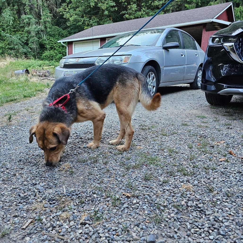 Enlarge Delilah, a Adoptable mixed breed in Oakville, WA image 1/6
