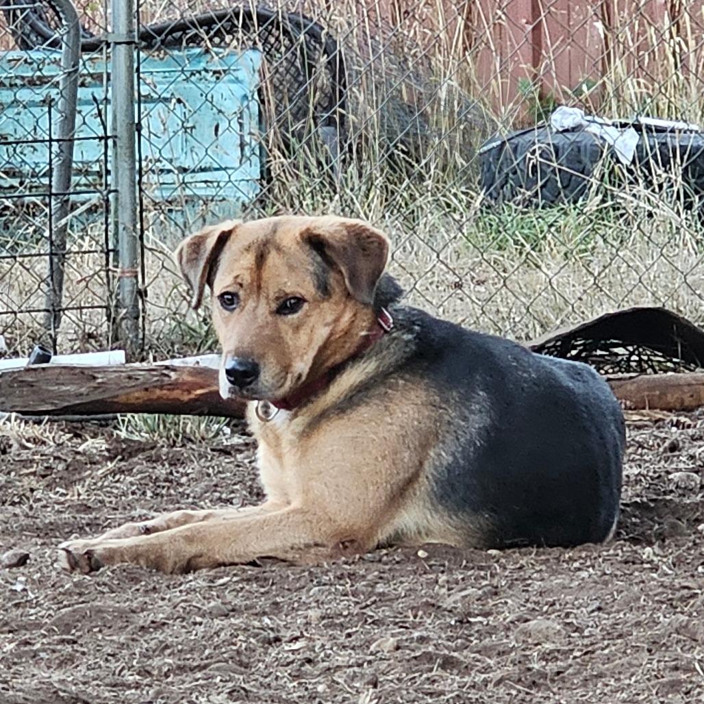 Enlarge Delilah, a Adoptable mixed breed in Oakville, WA image 2/6