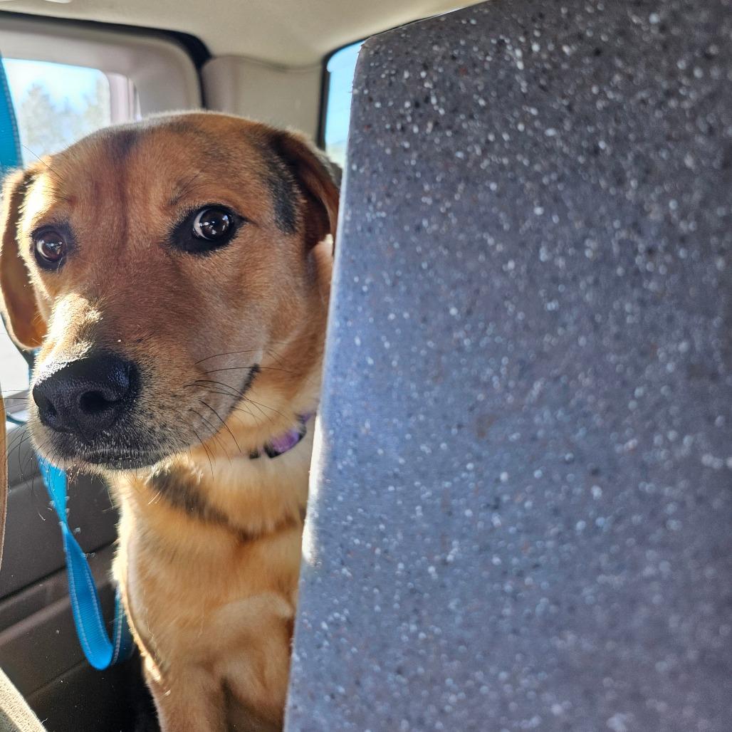 Enlarge Delilah, a Adoptable mixed breed in Oakville, WA image 3/6