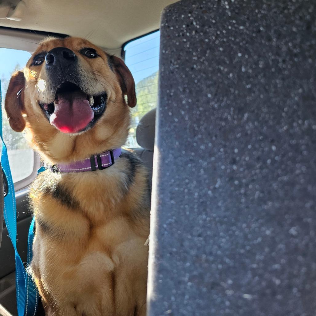 Enlarge Delilah, a Adoptable mixed breed in Oakville, WA image 4/6