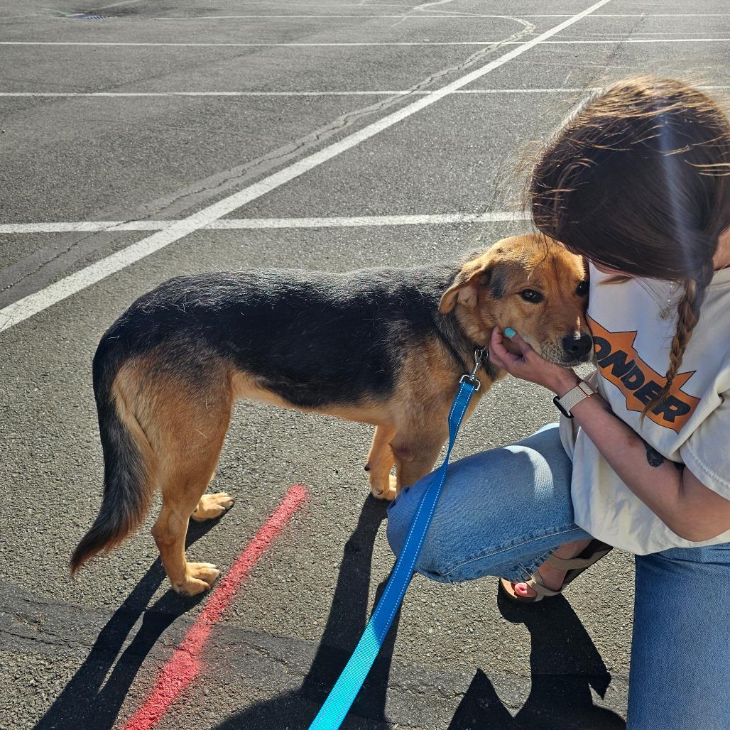 Enlarge Delilah, a Adoptable mixed breed in Oakville, WA image 5/6