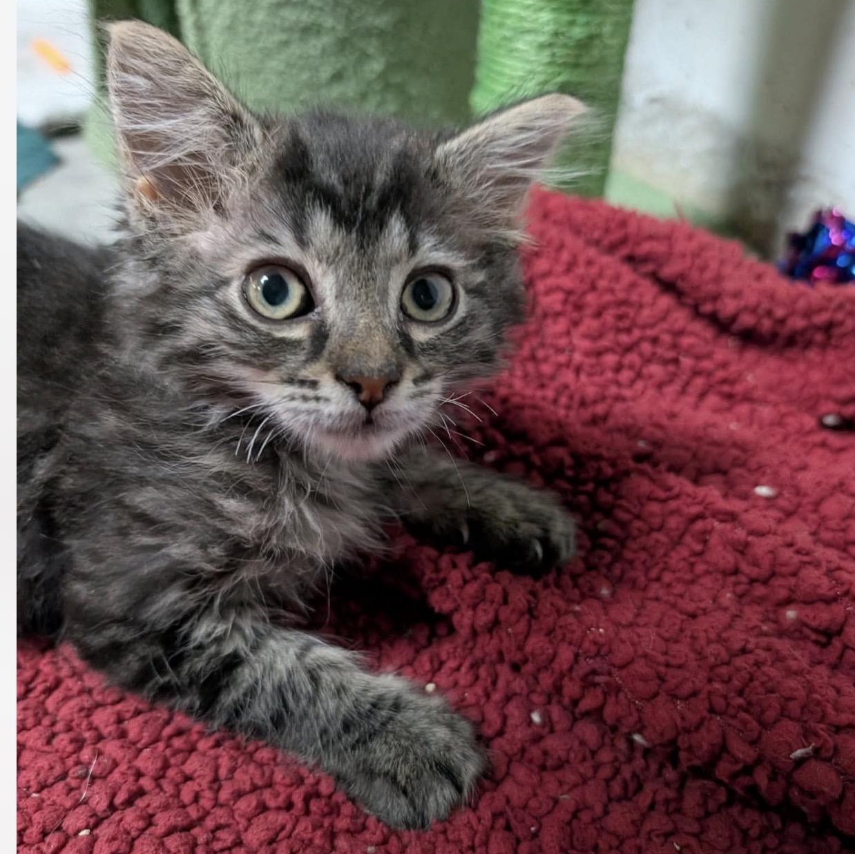 Enlarge Shook, a Adoptable mixed breed in Griswold, CT image 3/4