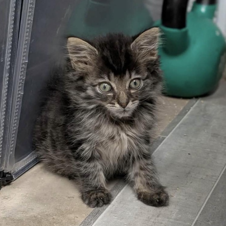 Shook, Adoptable, Kitten Female Domestic Medium Hair.