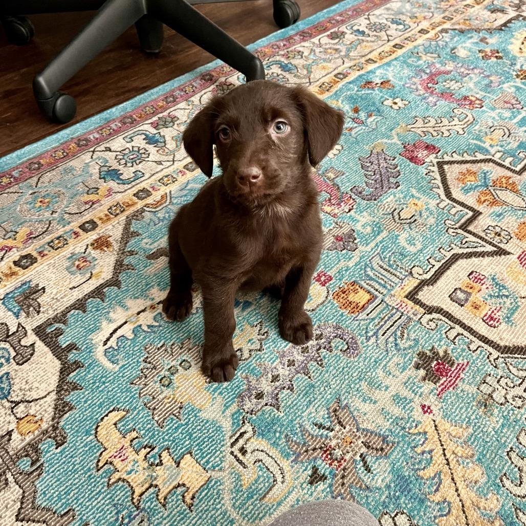 Penny, a Adoptable mixed breed in Cordova, TN image 2/6