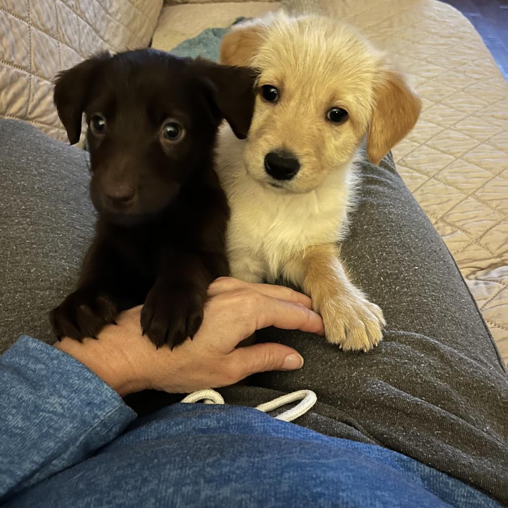 Penny, a Adoptable mixed breed in Cordova, TN image 4/6