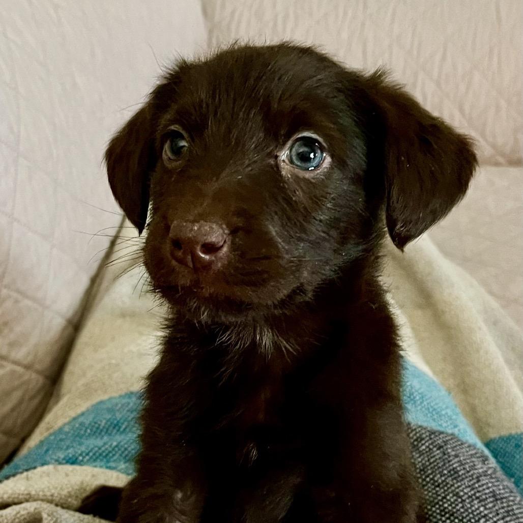 Penny, a Adoptable mixed breed in Cordova, TN image 5/6