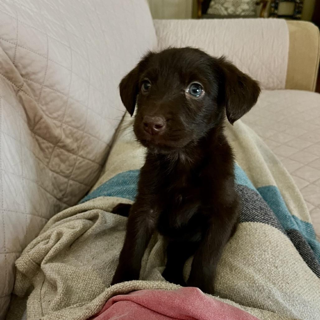 Penny, a Adoptable mixed breed in Cordova, TN image 6/6