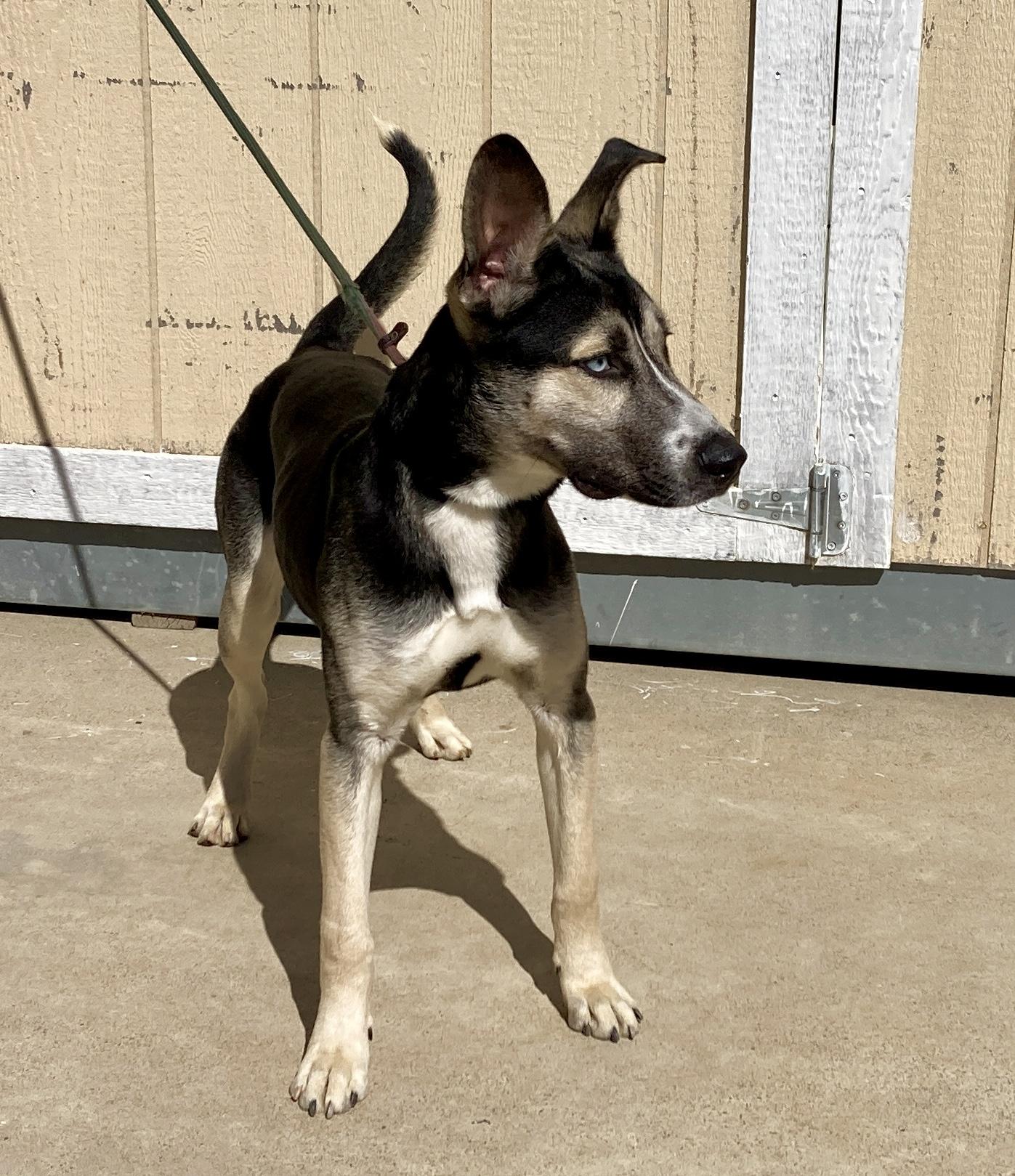 Peanut, a Adoptable mixed breed in Camp Pendleton, CA image 6/6