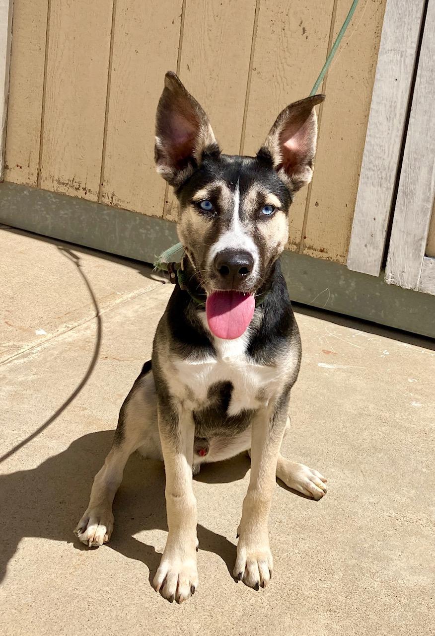 Peanut, a Adoptable mixed breed in Camp Pendleton, CA image 5/6