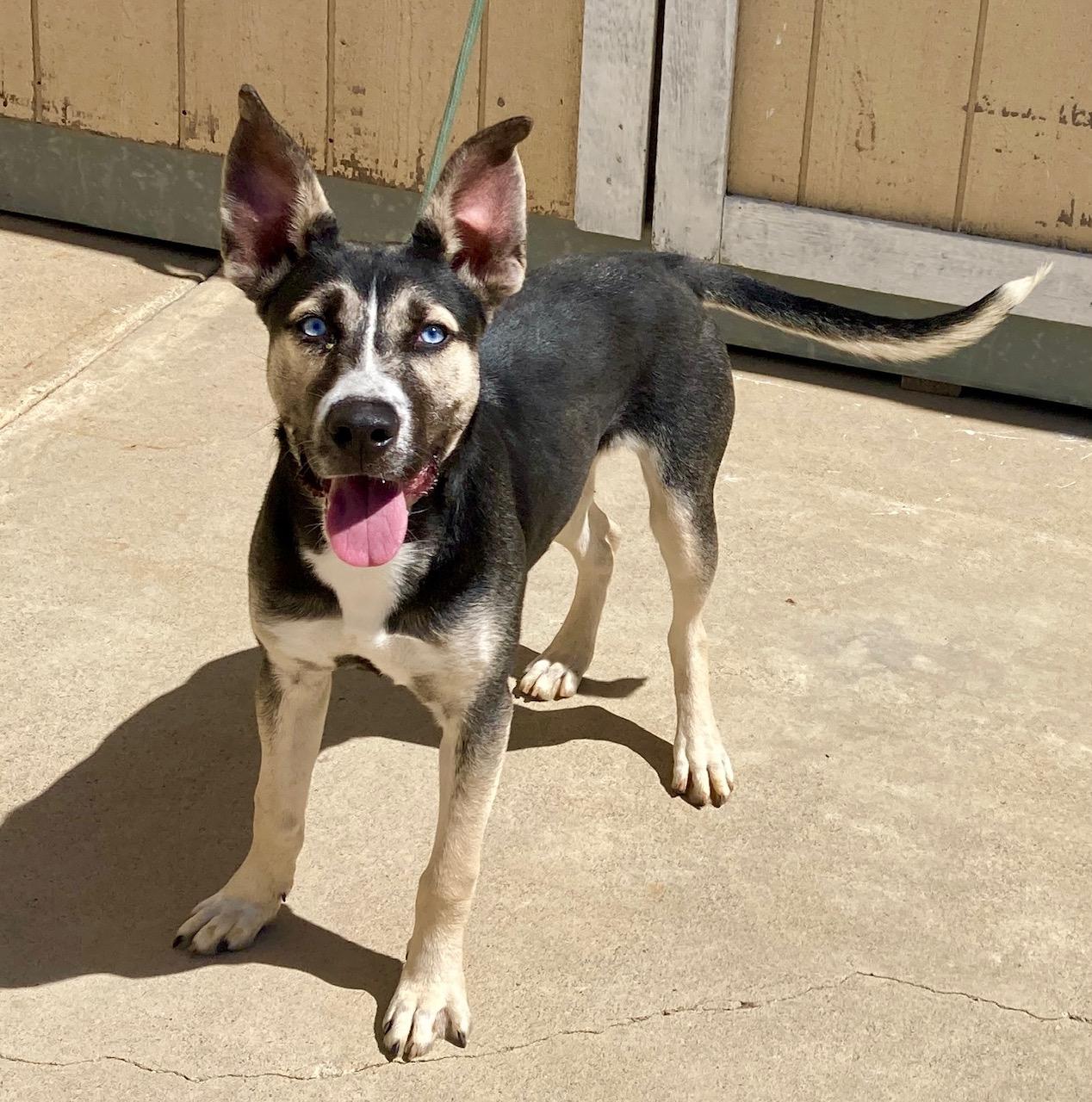 Peanut, a Adoptable mixed breed in Camp Pendleton, CA image 4/6