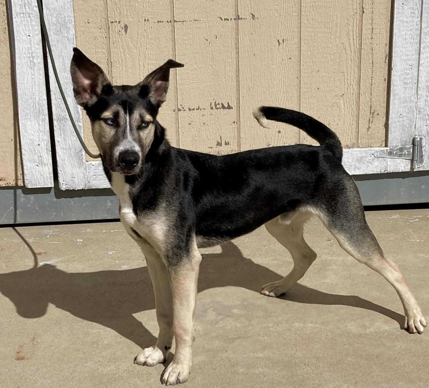 Peanut, a Adoptable mixed breed in Camp Pendleton, CA image 3/6