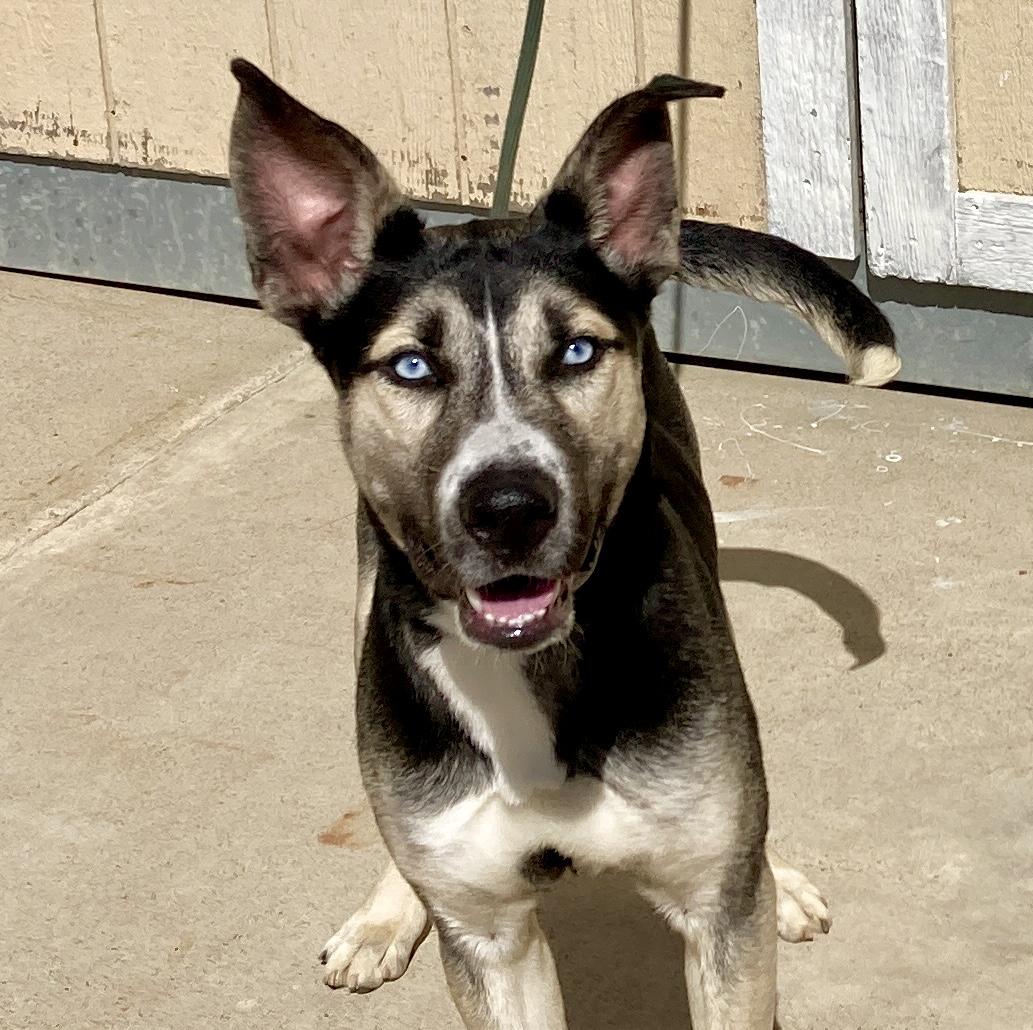 Peanut, Adoptable, Young Male Husky & Shepherd.