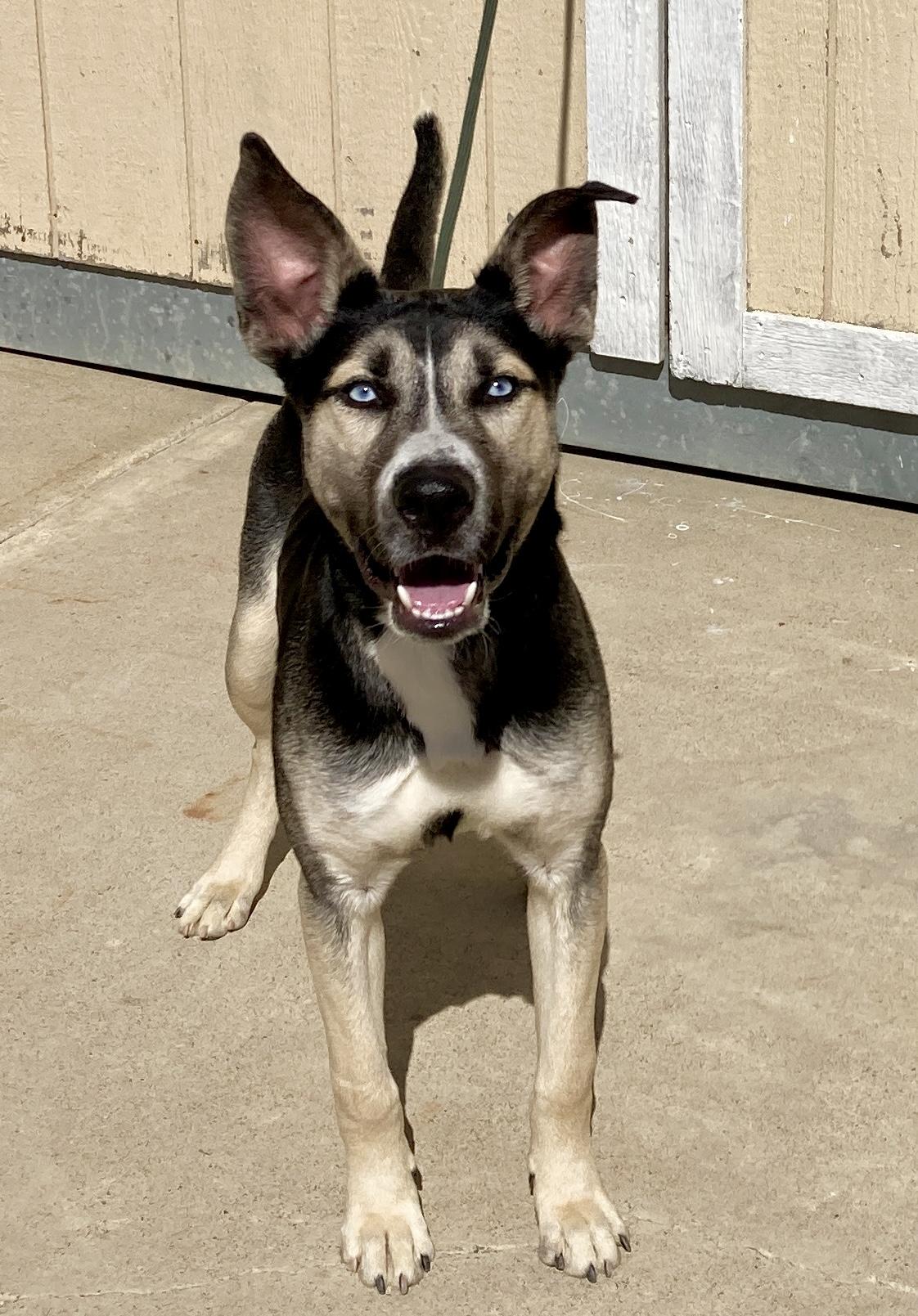 Peanut, a Adoptable mixed breed in Camp Pendleton, CA image 2/6
