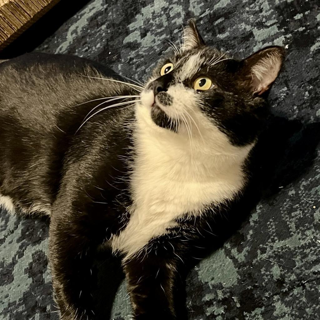 Enlarge Ice Cream Sundae, a Adoptable Domestic Short Hair in St. Louis, MO image 1/6