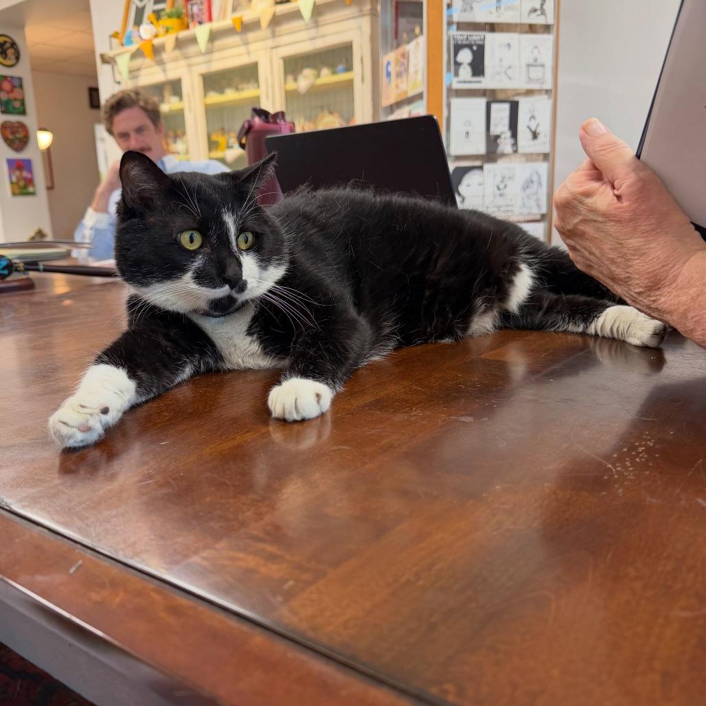 Enlarge Ice Cream Sundae, a Adoptable Domestic Short Hair in St. Louis, MO image 2/6