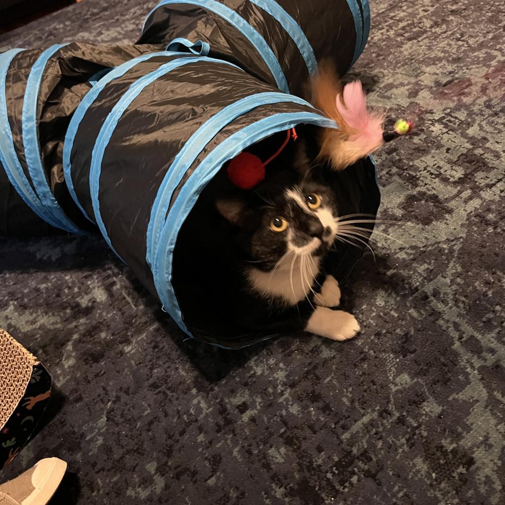 Enlarge Ice Cream Sundae, a Adoptable Domestic Short Hair in St. Louis, MO image 2/6