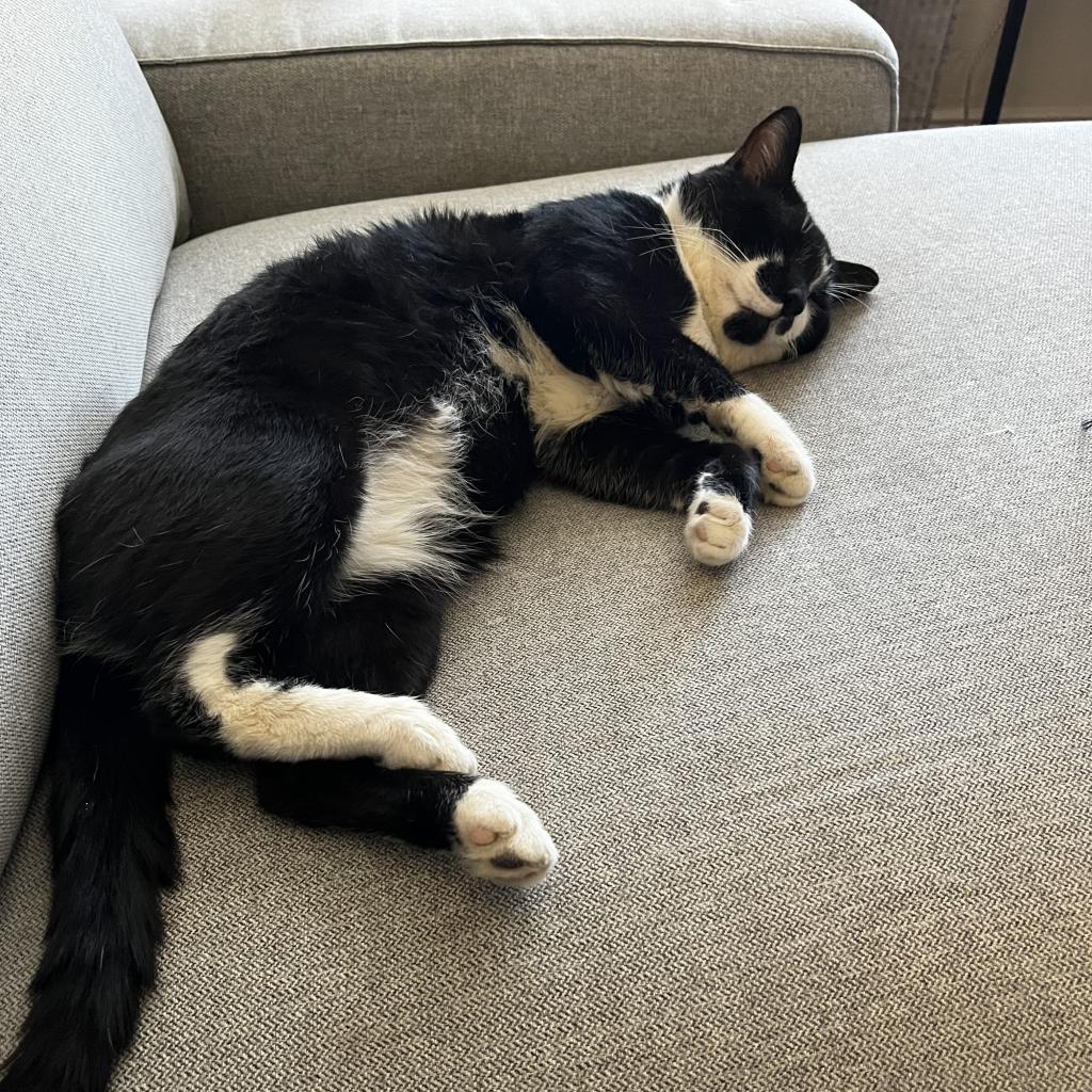 Enlarge Ice Cream Sundae, a Adoptable Domestic Short Hair in St. Louis, MO image 3/6