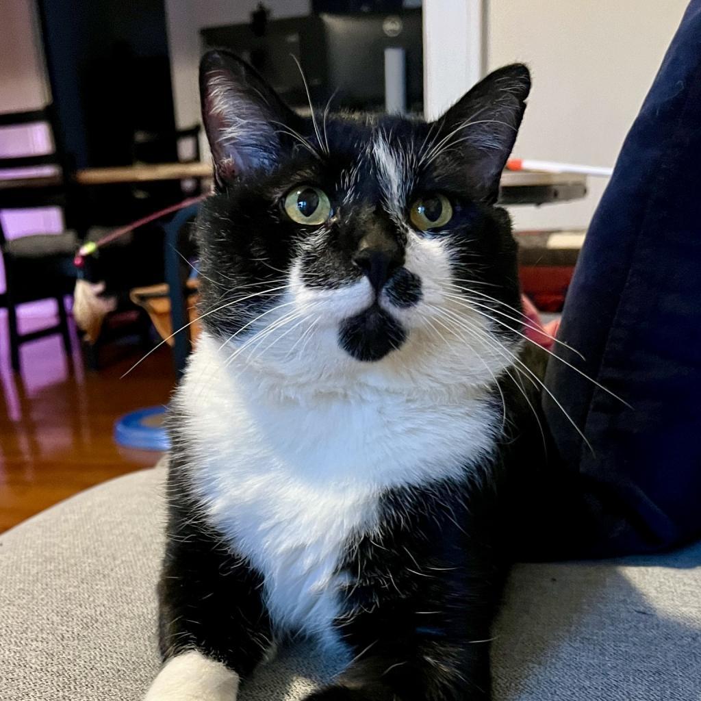 Enlarge Ice Cream Sundae, a Adoptable Domestic Short Hair in St. Louis, MO image 4/6