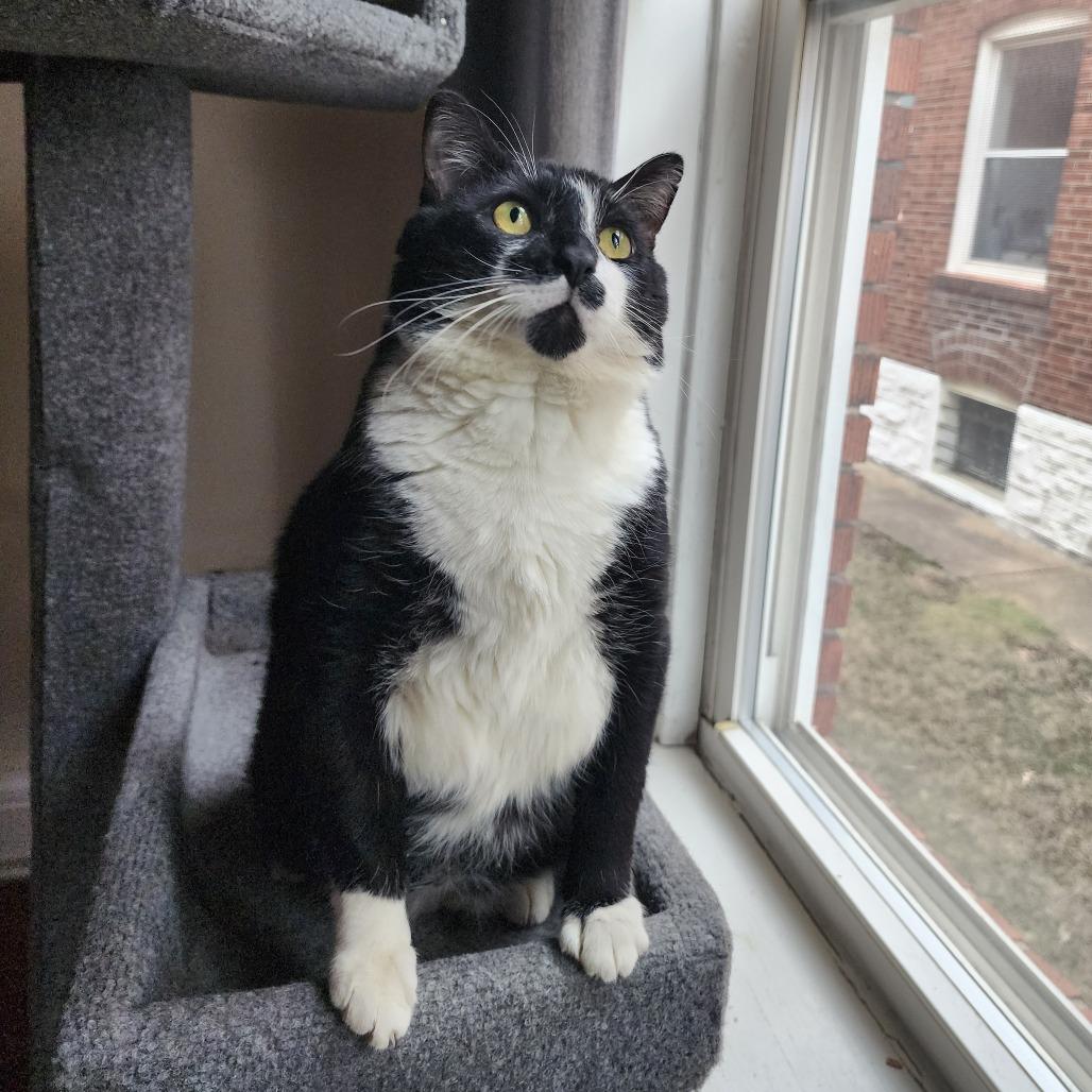 Enlarge Ice Cream Sundae, a Adoptable Domestic Short Hair in St. Louis, MO image 6/6