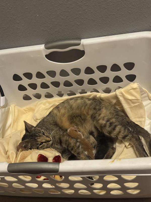 Eloise, Adoptable, Adult Female Maine Coon.