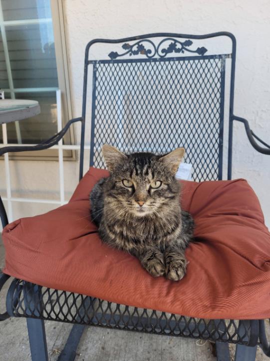 Enlarge Eloise, a Adoptable mixed breed in Belton, MO image 2/6