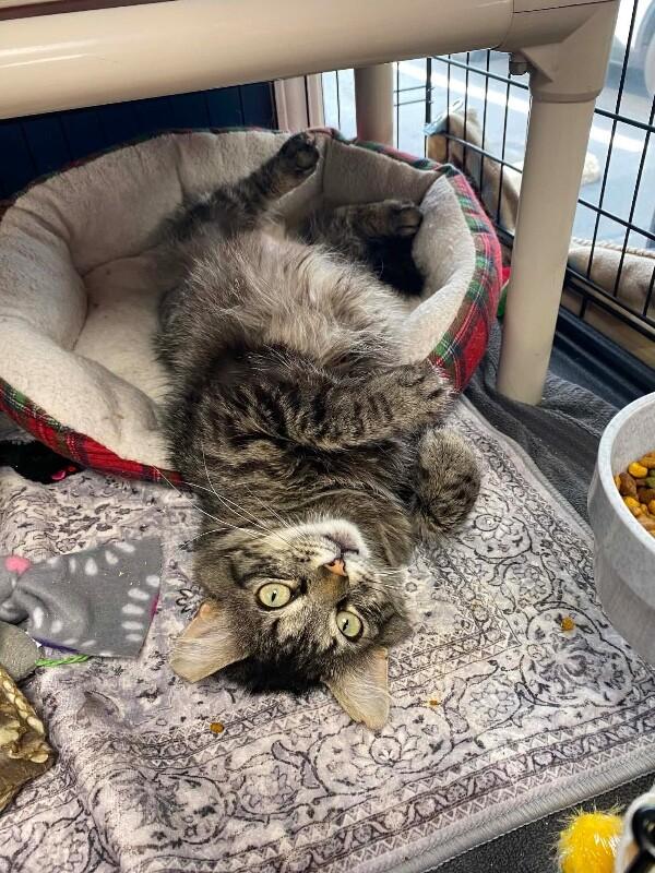 Enlarge Eloise, a Adoptable mixed breed in Belton, MO image 3/6