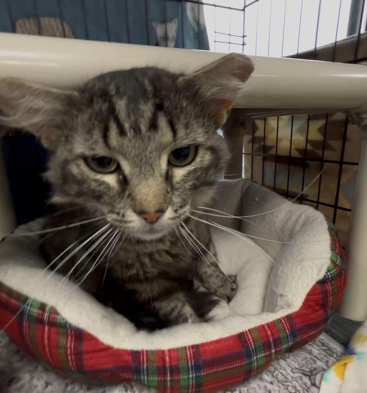 Enlarge Eloise, a Adoptable mixed breed in Belton, MO image 4/6