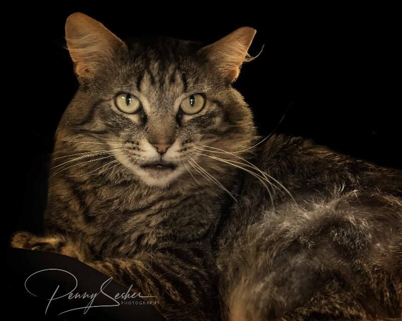 Enlarge Eloise, a Adoptable mixed breed in Belton, MO image 6/6