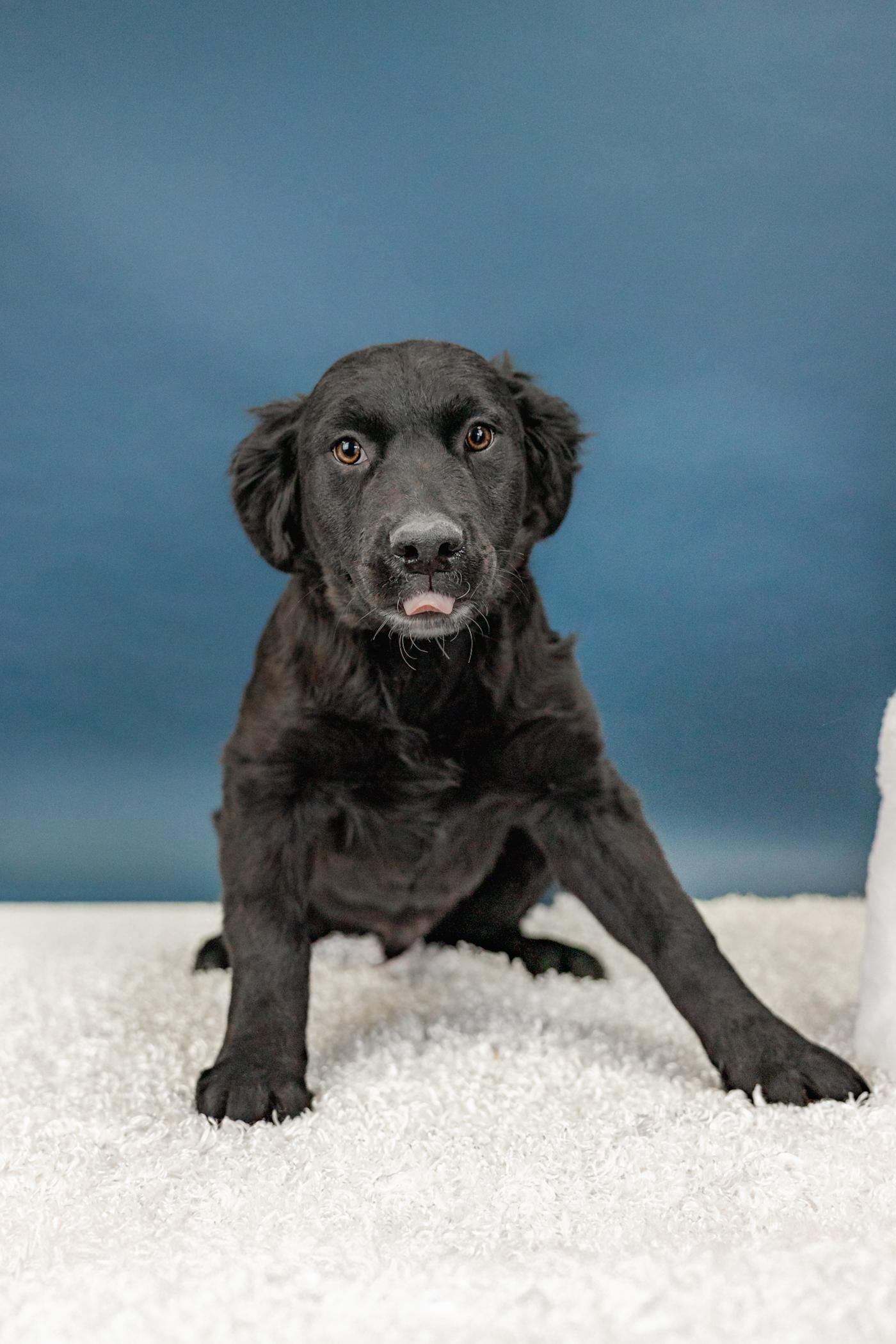 Enlarge 19-26 Vernon, a ADOPTABLE mixed breed in Brighton, CO image 1/1