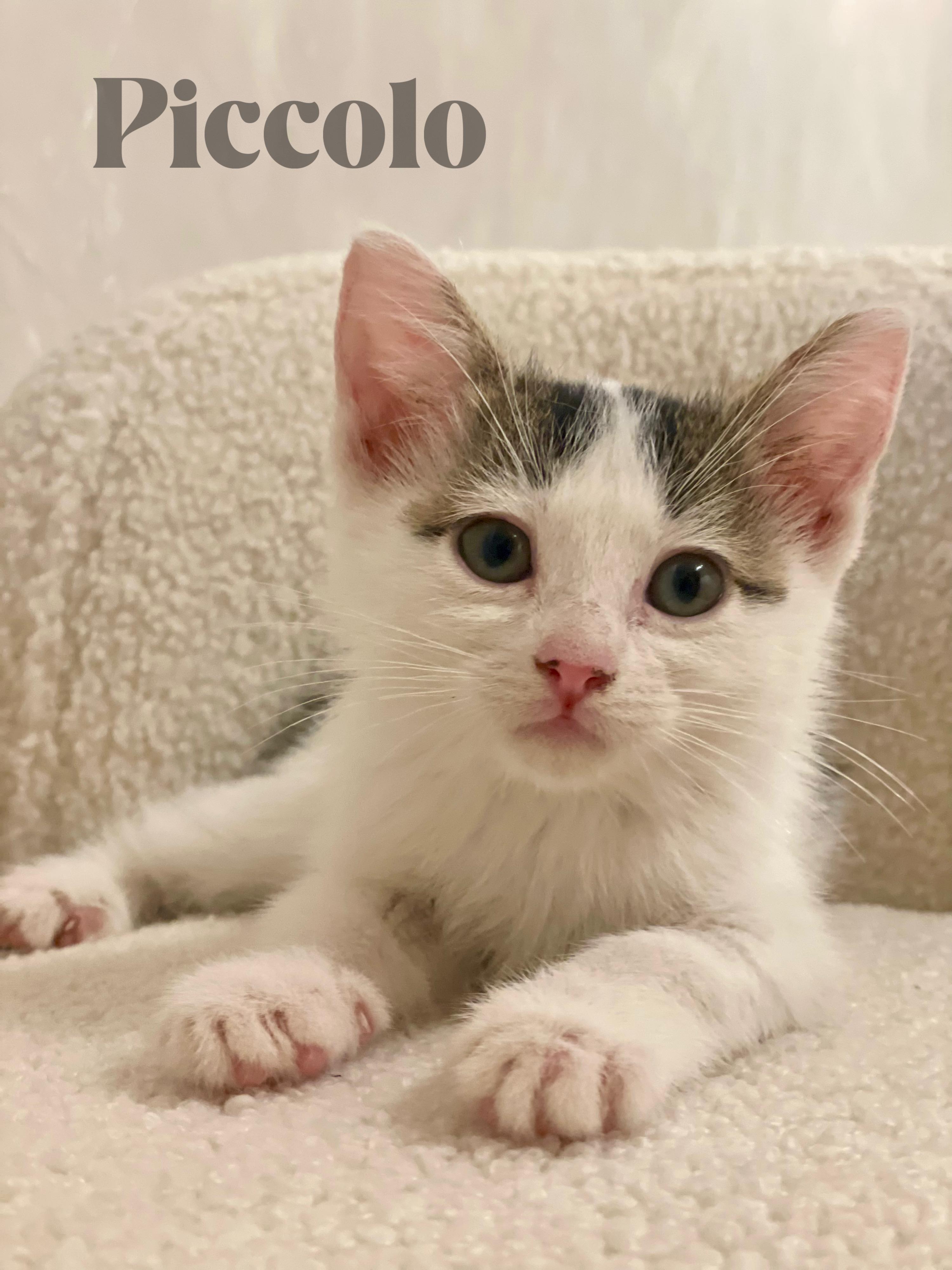 Enlarge Piccolo, a Adopted Domestic Short Hair in Reedley, CA image 1/4