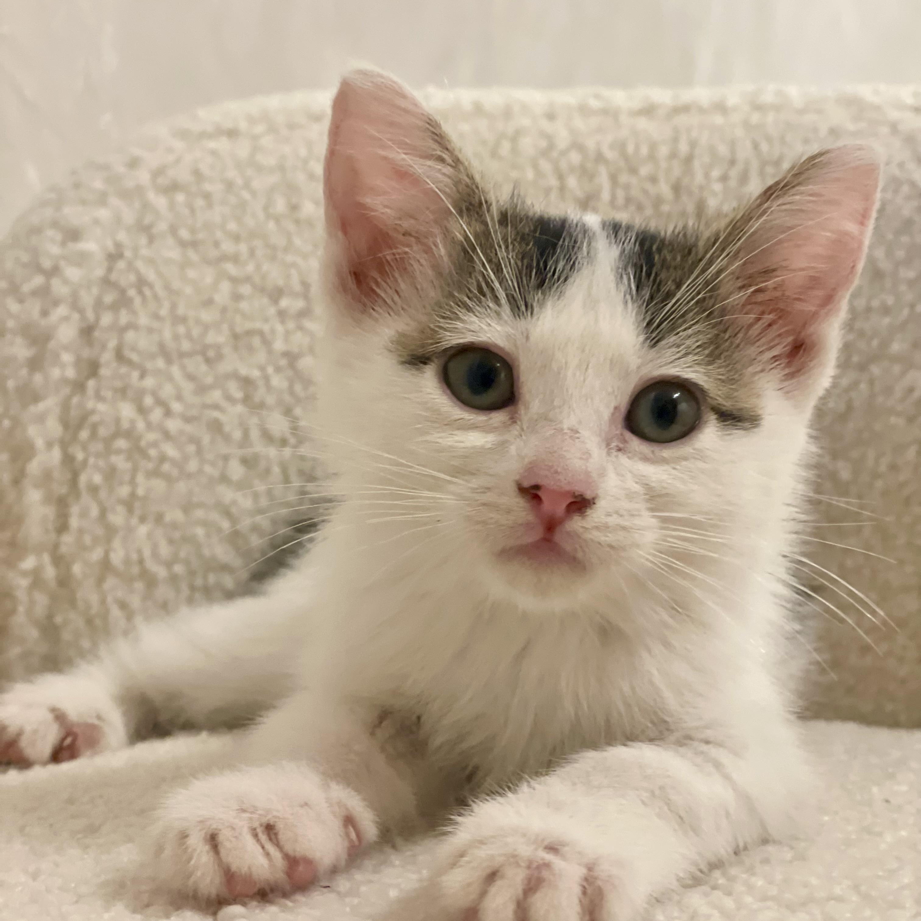 Enlarge Piccolo, a Adopted Domestic Short Hair in Reedley, CA image 2/4