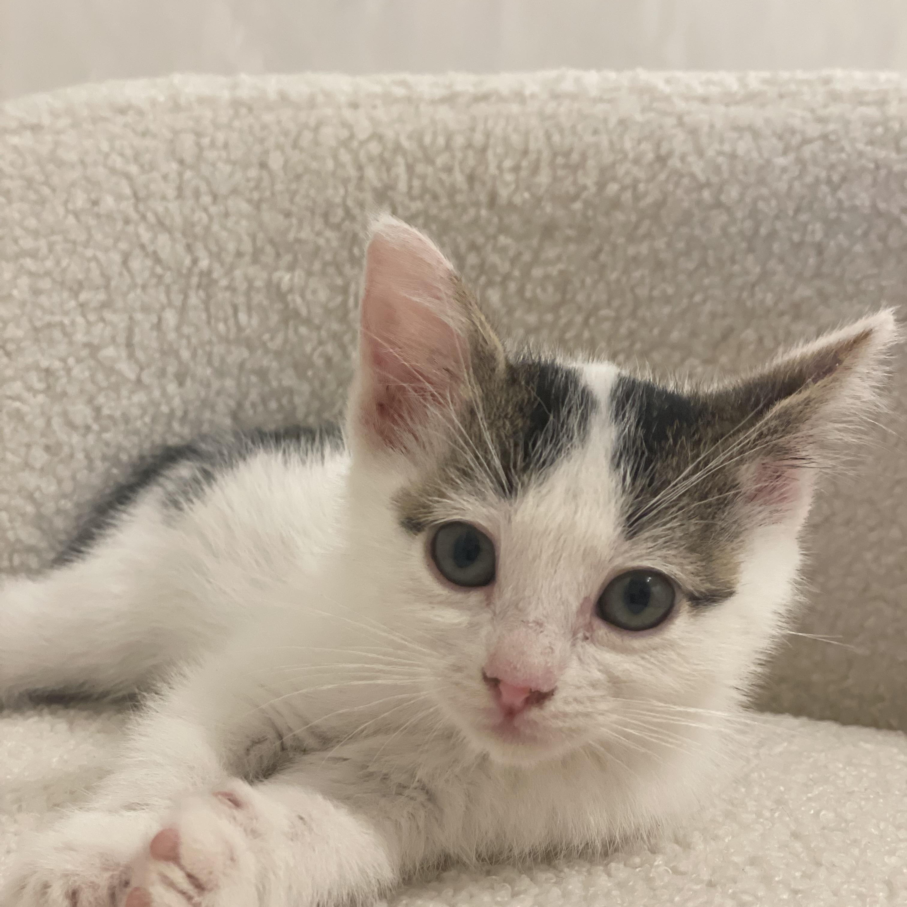 Enlarge Piccolo, a Adopted Domestic Short Hair in Reedley, CA image 3/4