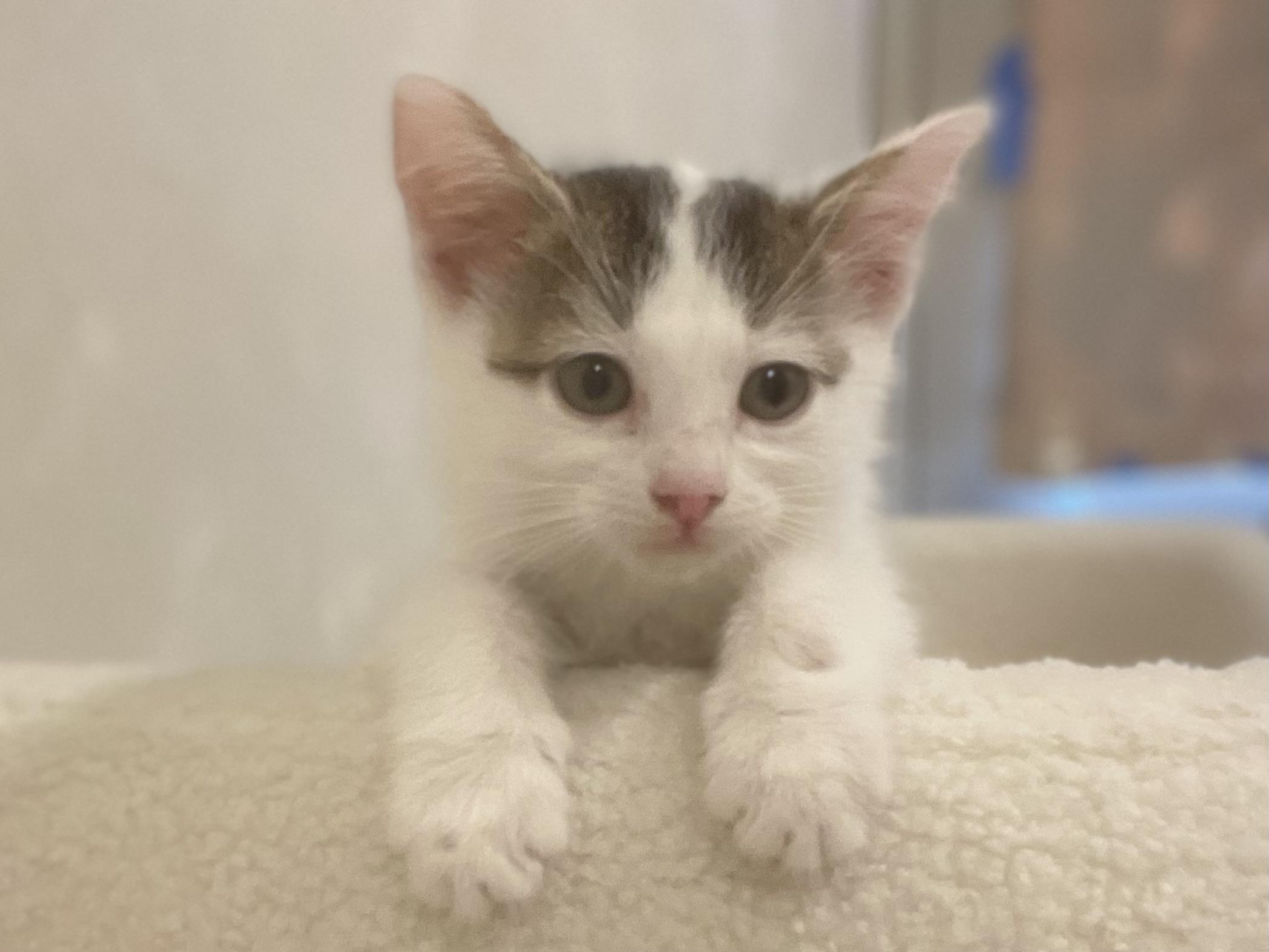 Enlarge Piccolo, a Adopted Domestic Short Hair in Reedley, CA image 4/4