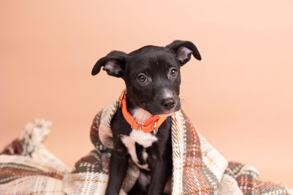 Enlarge Lily, an adoptable mixed breed in Whitestown, IN image 2/2