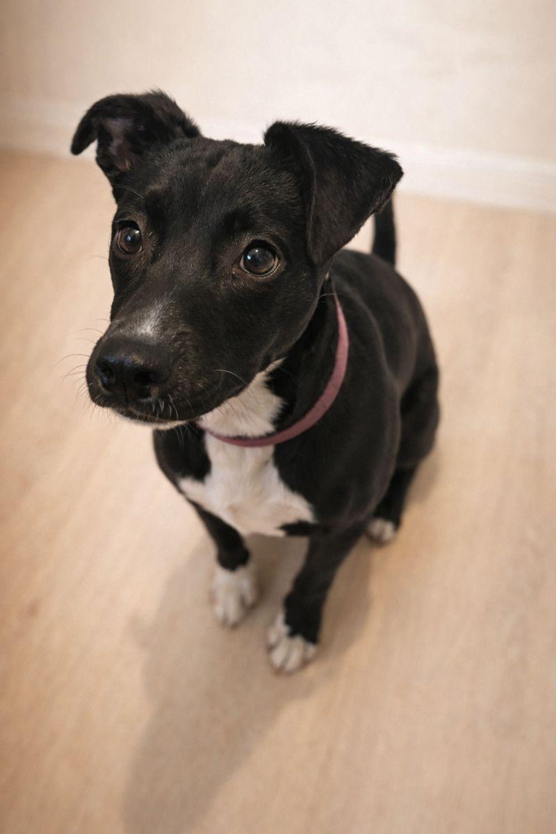 Enlarge Lily, an adoptable mixed breed in Whitestown, IN image 1/2