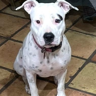 Enlarge Dot-President of the Welcome Committee , a Adoptable mixed breed in Oshkosh, WI image 1/6