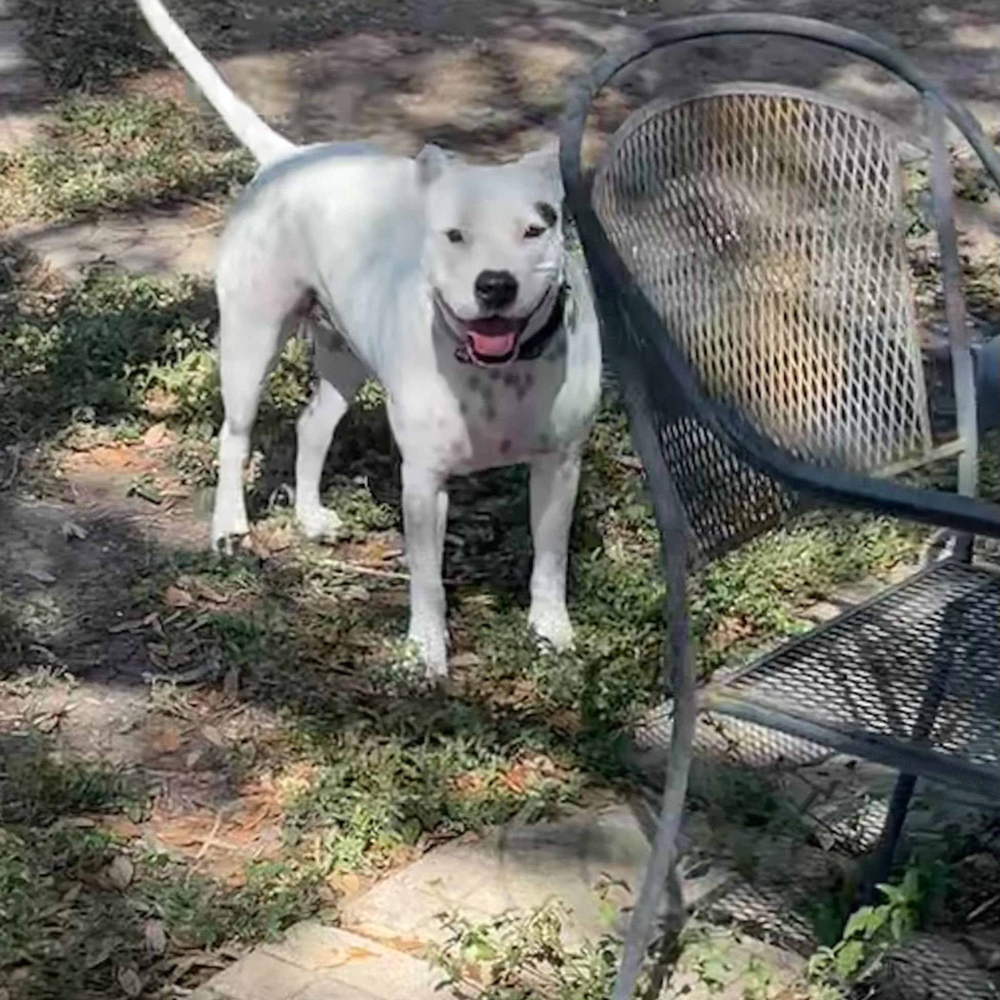 Enlarge Dot-President of the Welcome Committee , a Adoptable mixed breed in Oshkosh, WI image 5/6