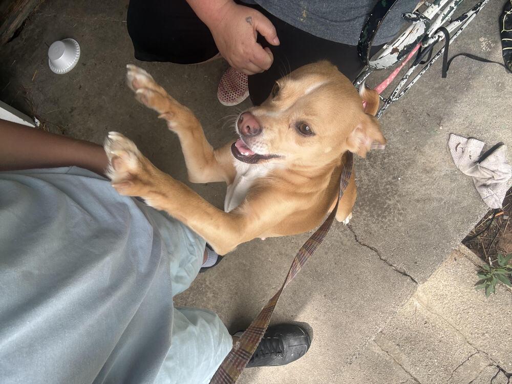 Enlarge Molly, a Adoptable mixed breed in Chattanooga, TN image 2/3