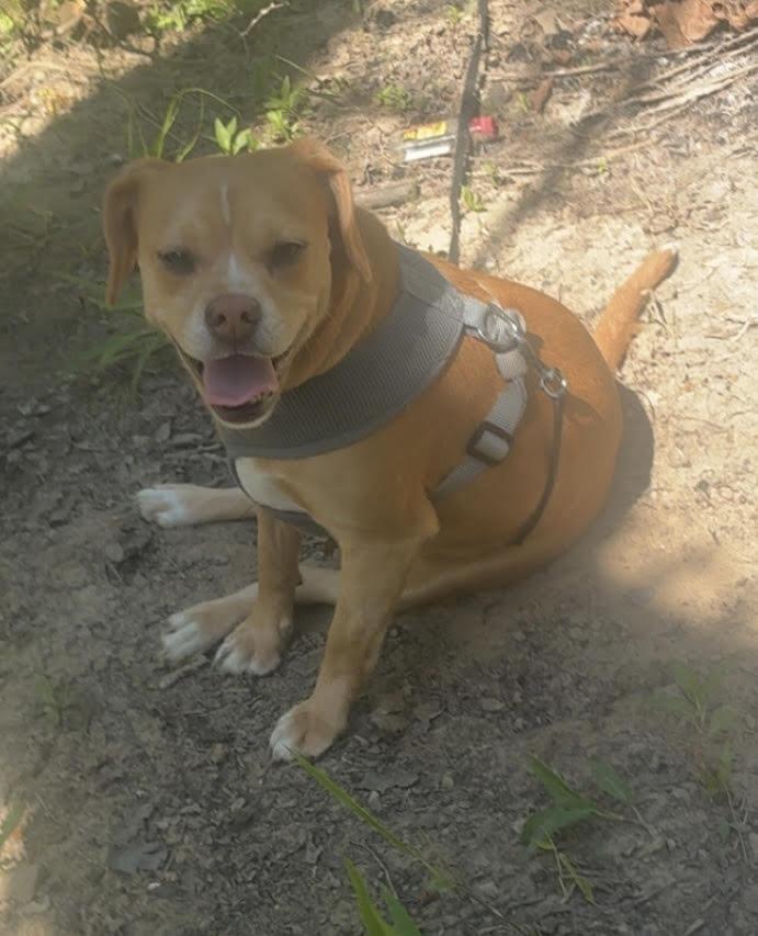 Enlarge Molly, a Adoptable mixed breed in Chattanooga, TN image 3/3
