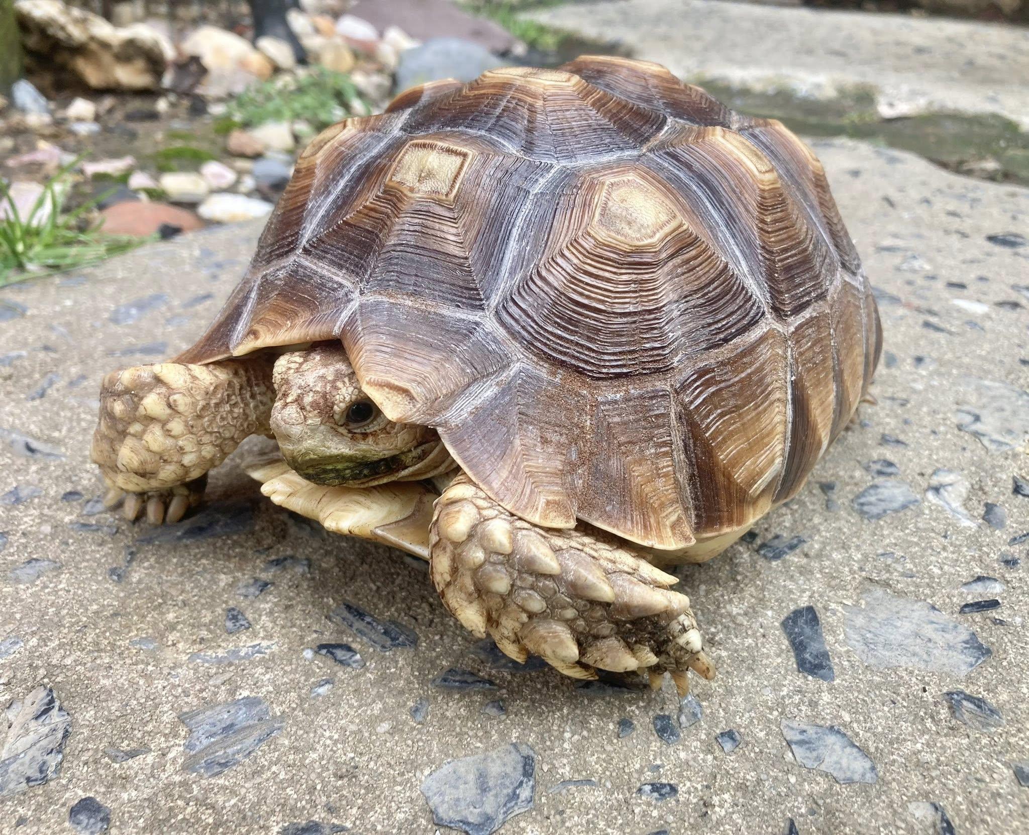 Squirt, adoptable, Young Female Sulcata.