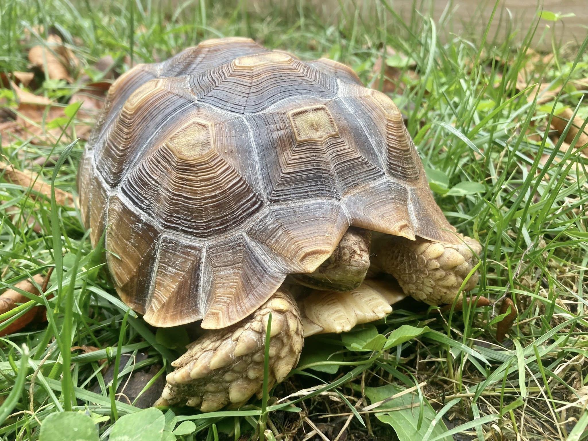 Enlarge Squirt, an adoptable Sulcata in Palmerton, PA image 2/3